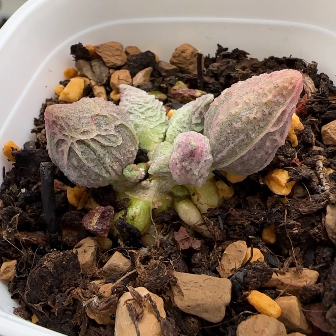 倒刺冰淇淋水泡多肉