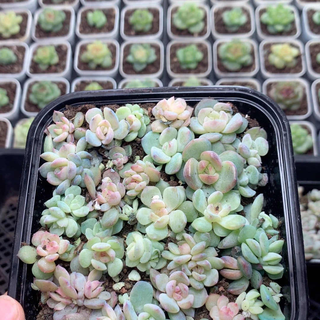 无花朵F192英语英语