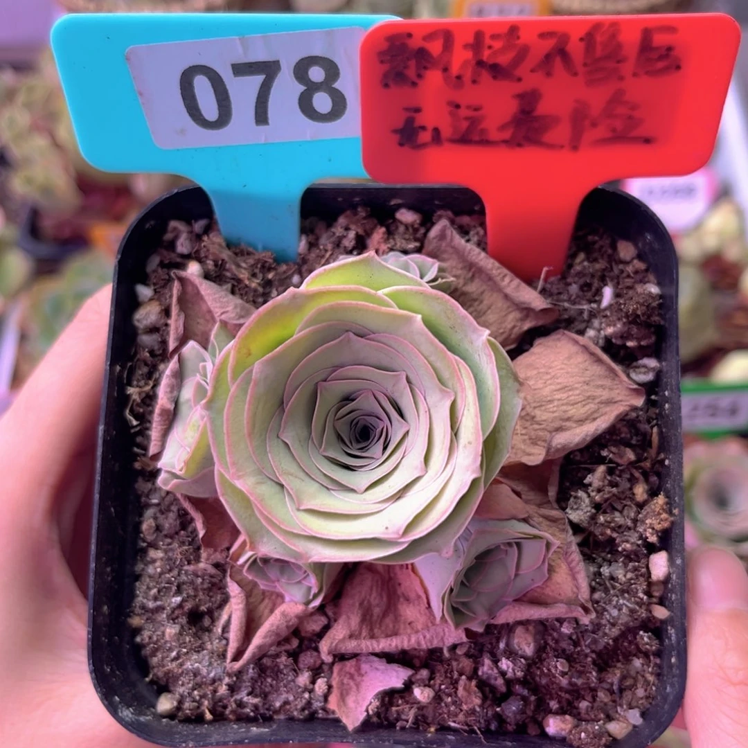 雪霁玫瑰群一物一拍078 裸根发