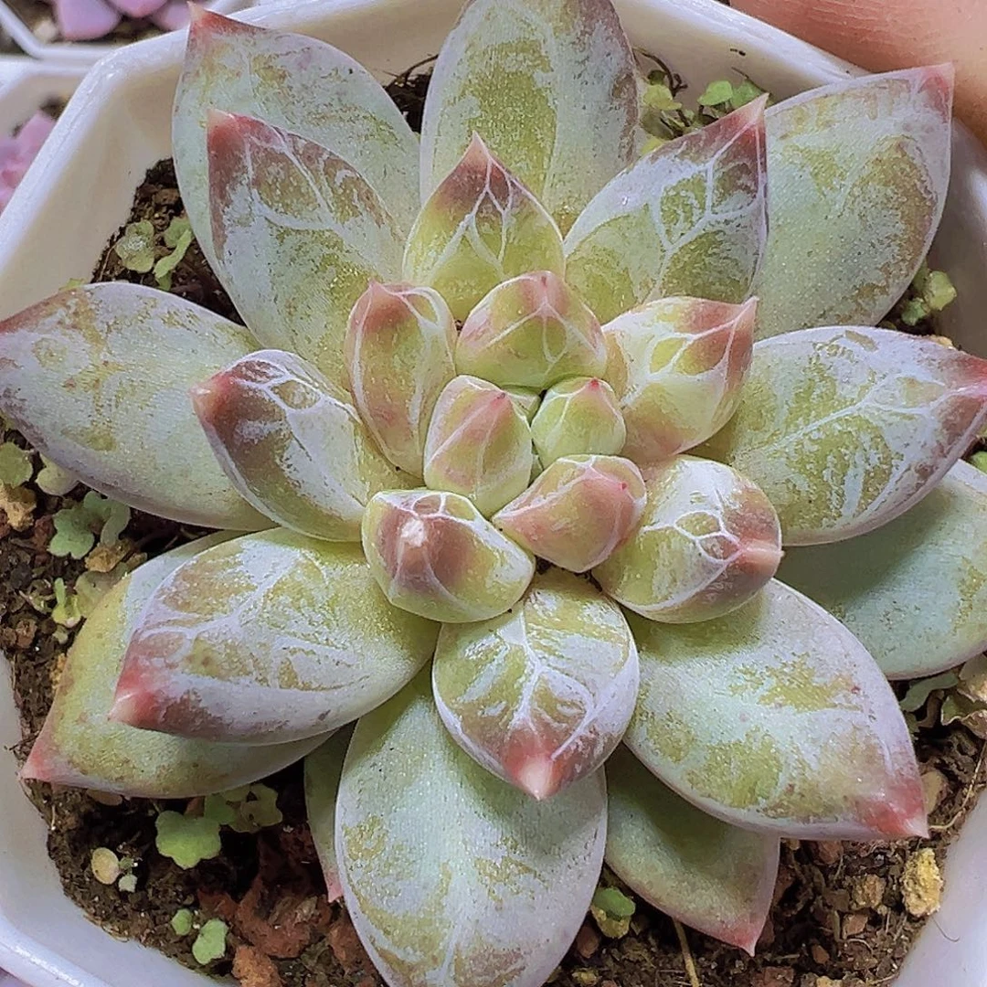 幻影美人19包邮多肉植物
