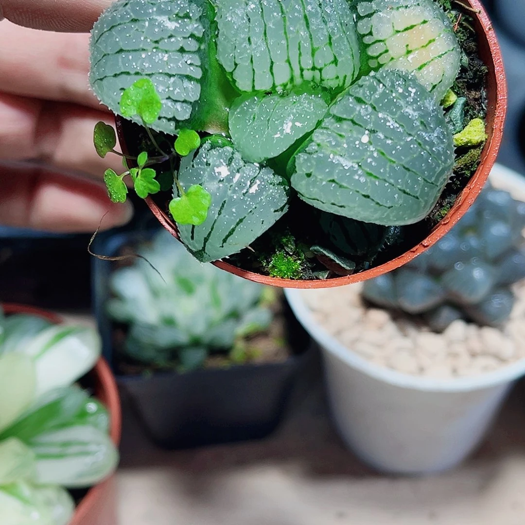 天空之镜种好发货