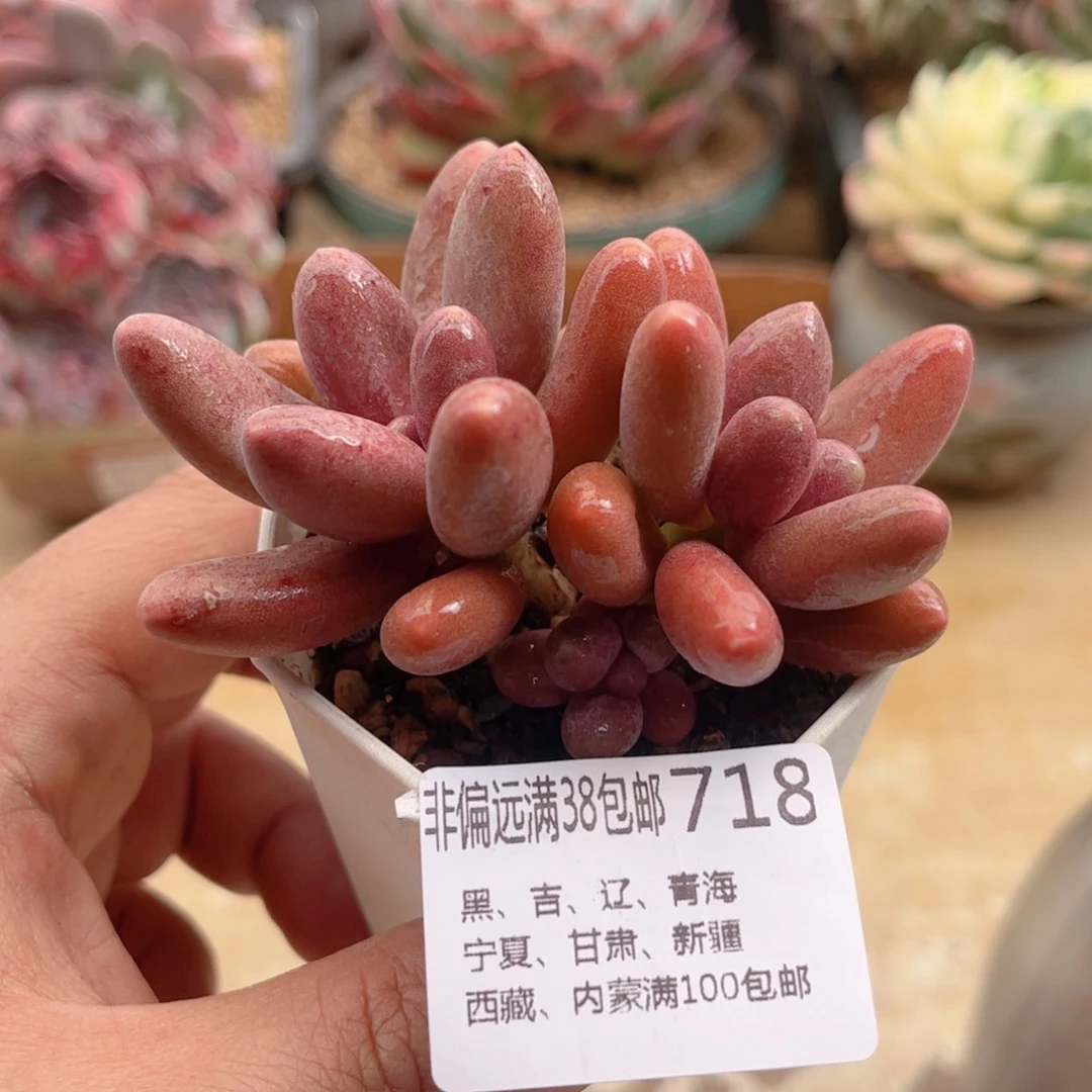 718糖果美人德华多肉