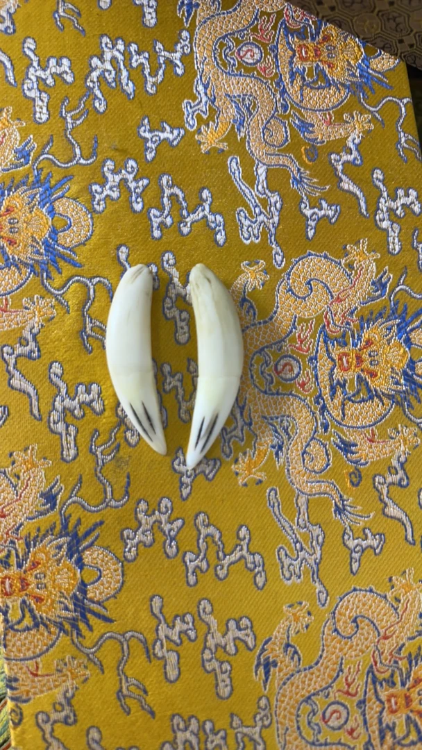 王哥精品狗牙男女同款