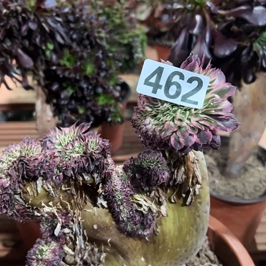 多肉植物一个微瑕462