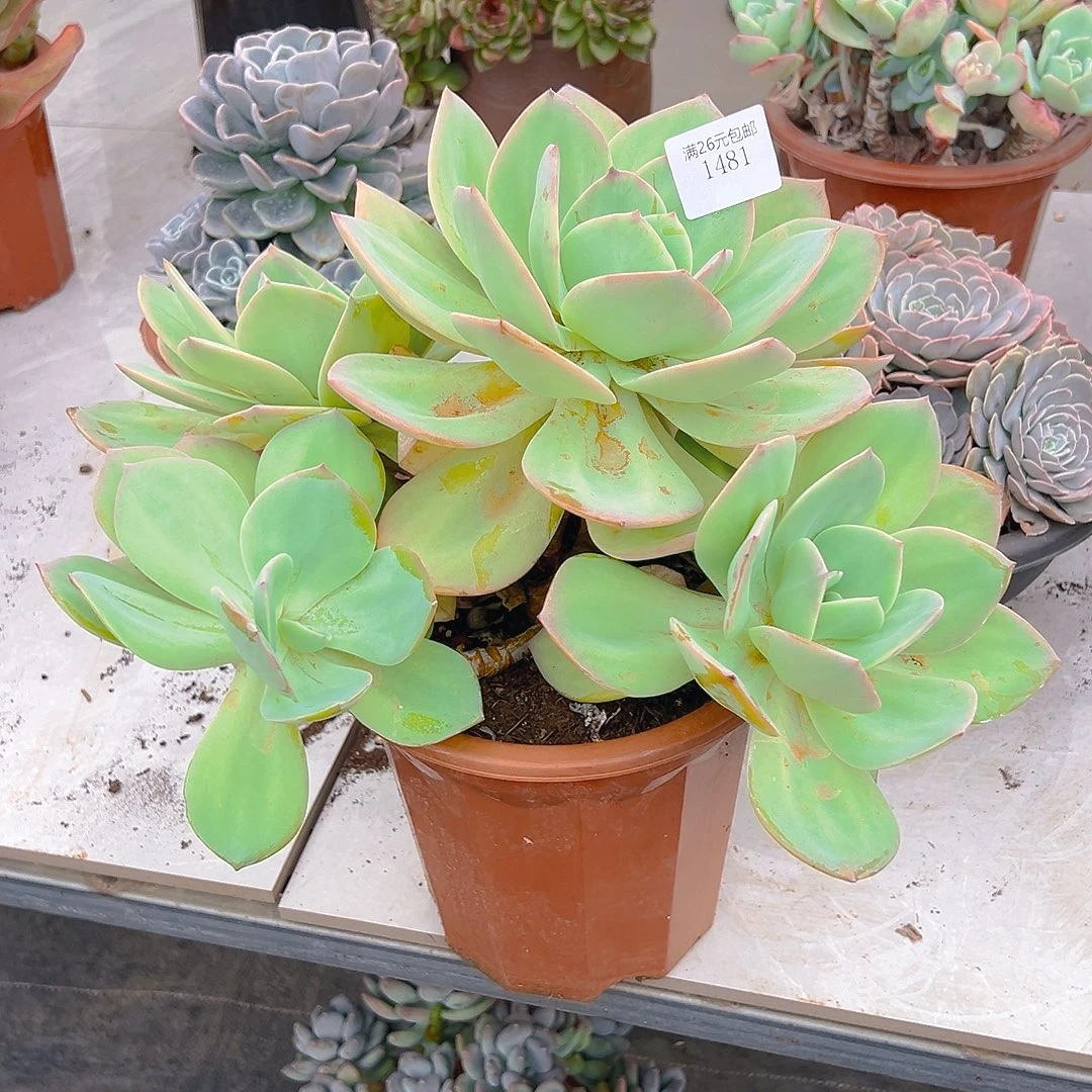 随***心1481凤多肉植物多肉