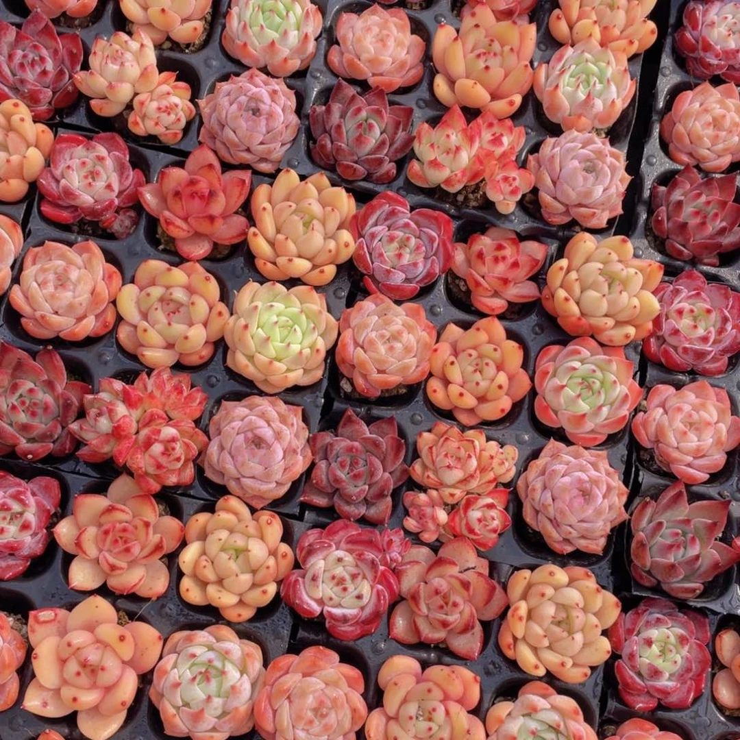 1106号固定七彩小可爱组合9个