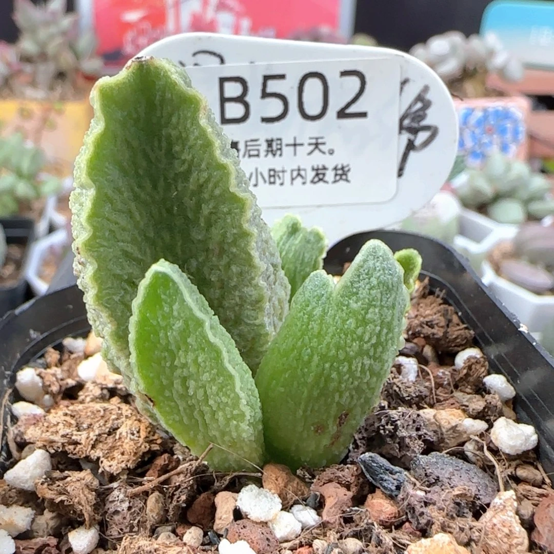 绿皮。    502。