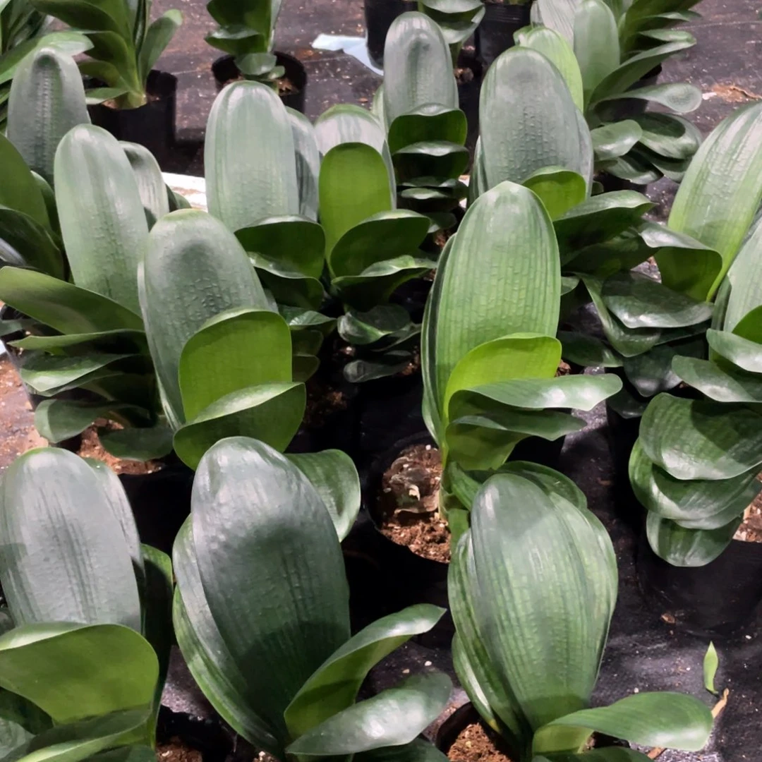 完全开放君子兰圆头和尚1棵