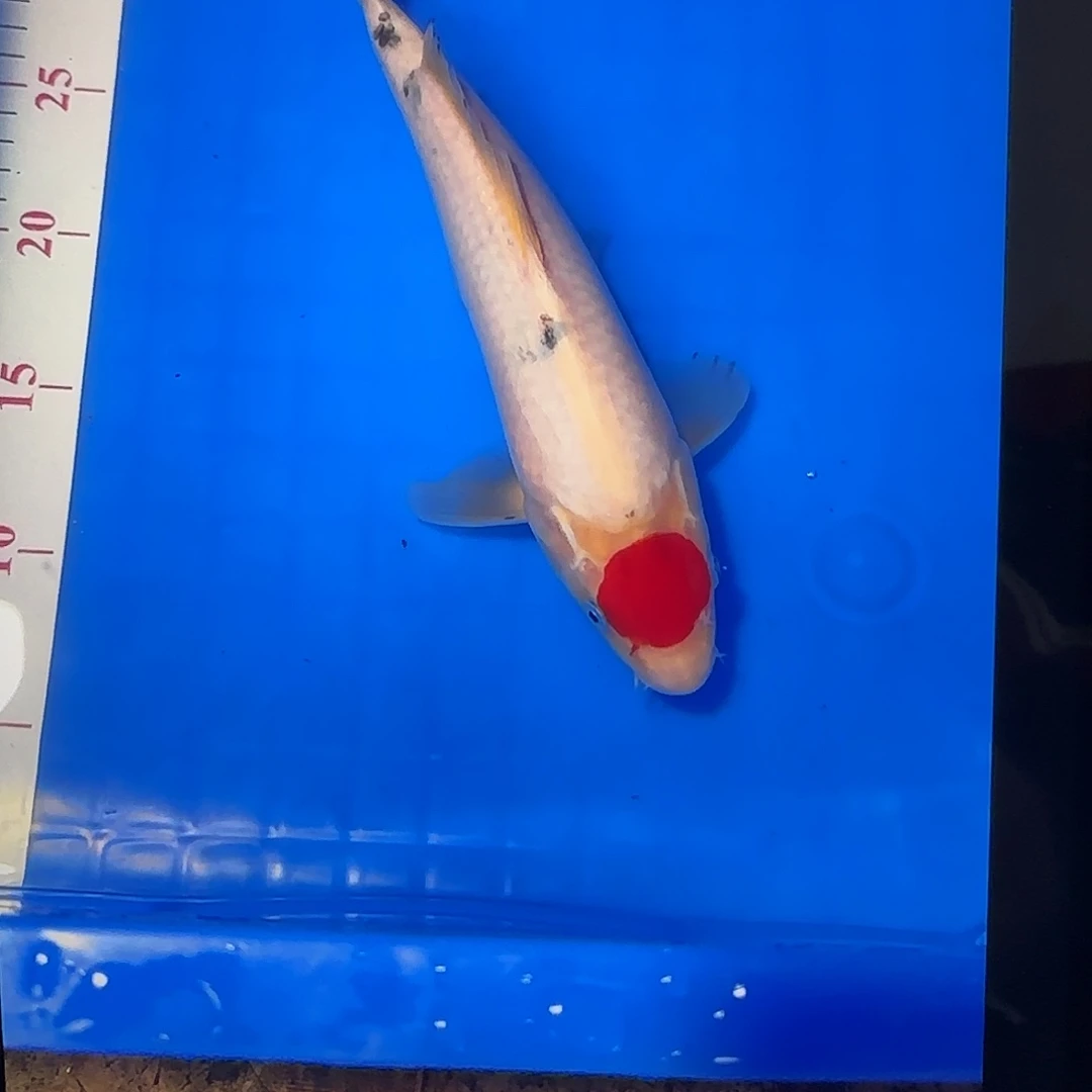 渔悦锦鲤四选蓝宝石丹三一尾