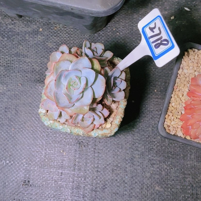 【闪购商品】白*白2718