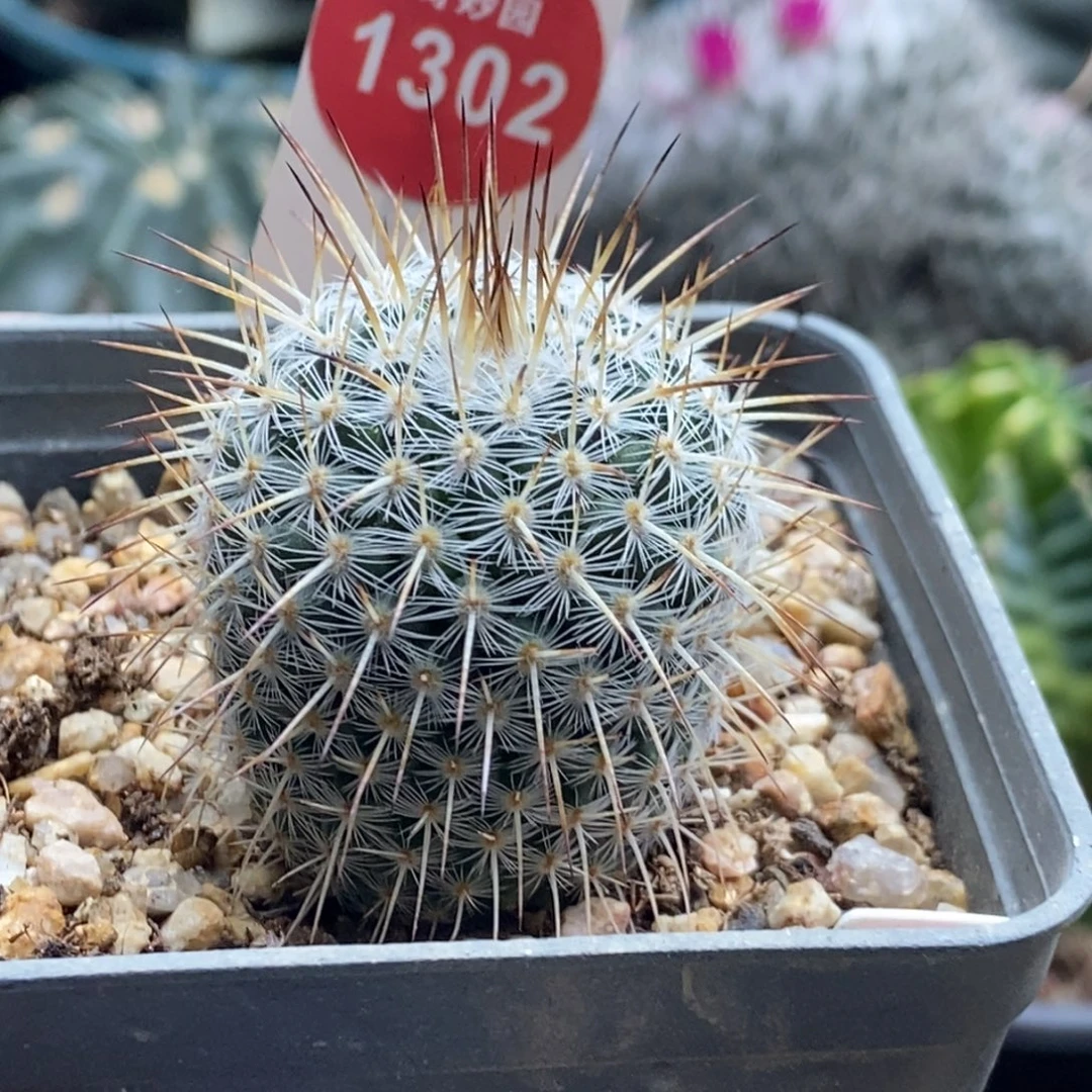 实生特选长刺白王丸3.3cm