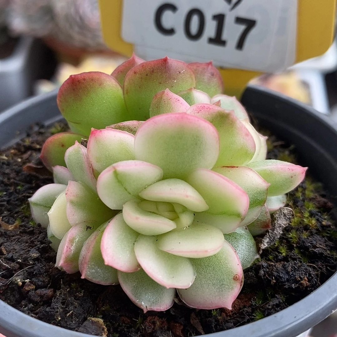 017黄玫瑰哈哈哈哈哈哈