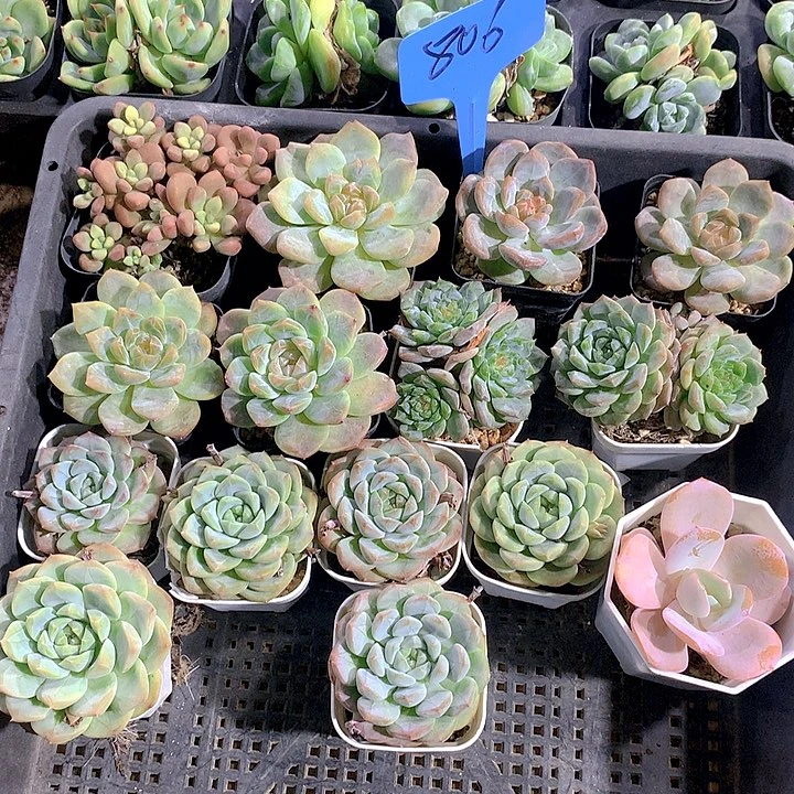 806号多肉植物园艺