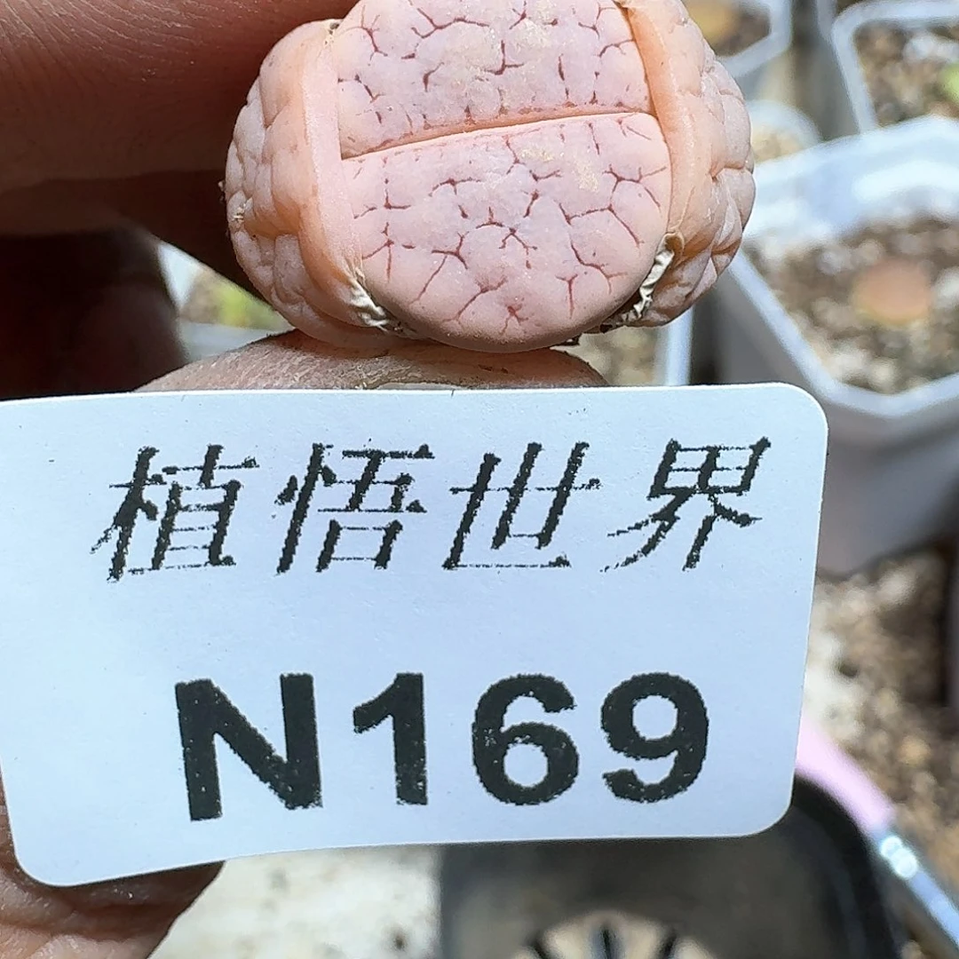 169号多肉植物哇f g