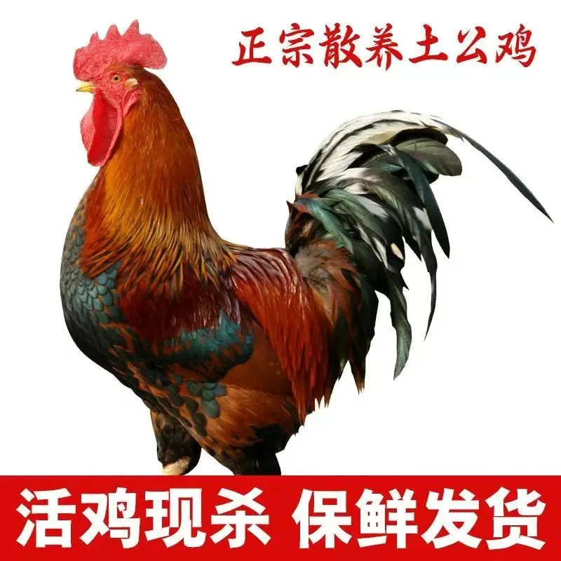 跑山散养大公鸡新鲜现杀带脚蹬肉质紧实顺丰包邮一只