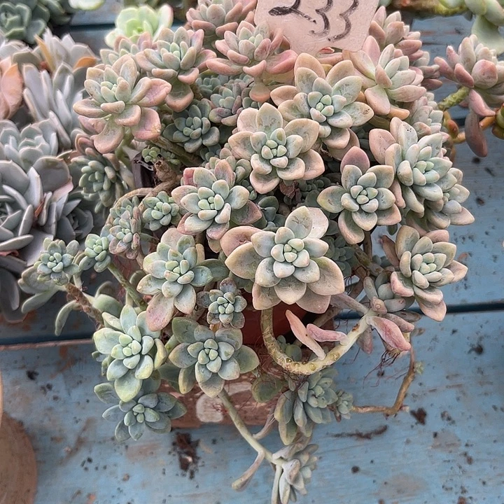 晨语多肉，一物一拍233
