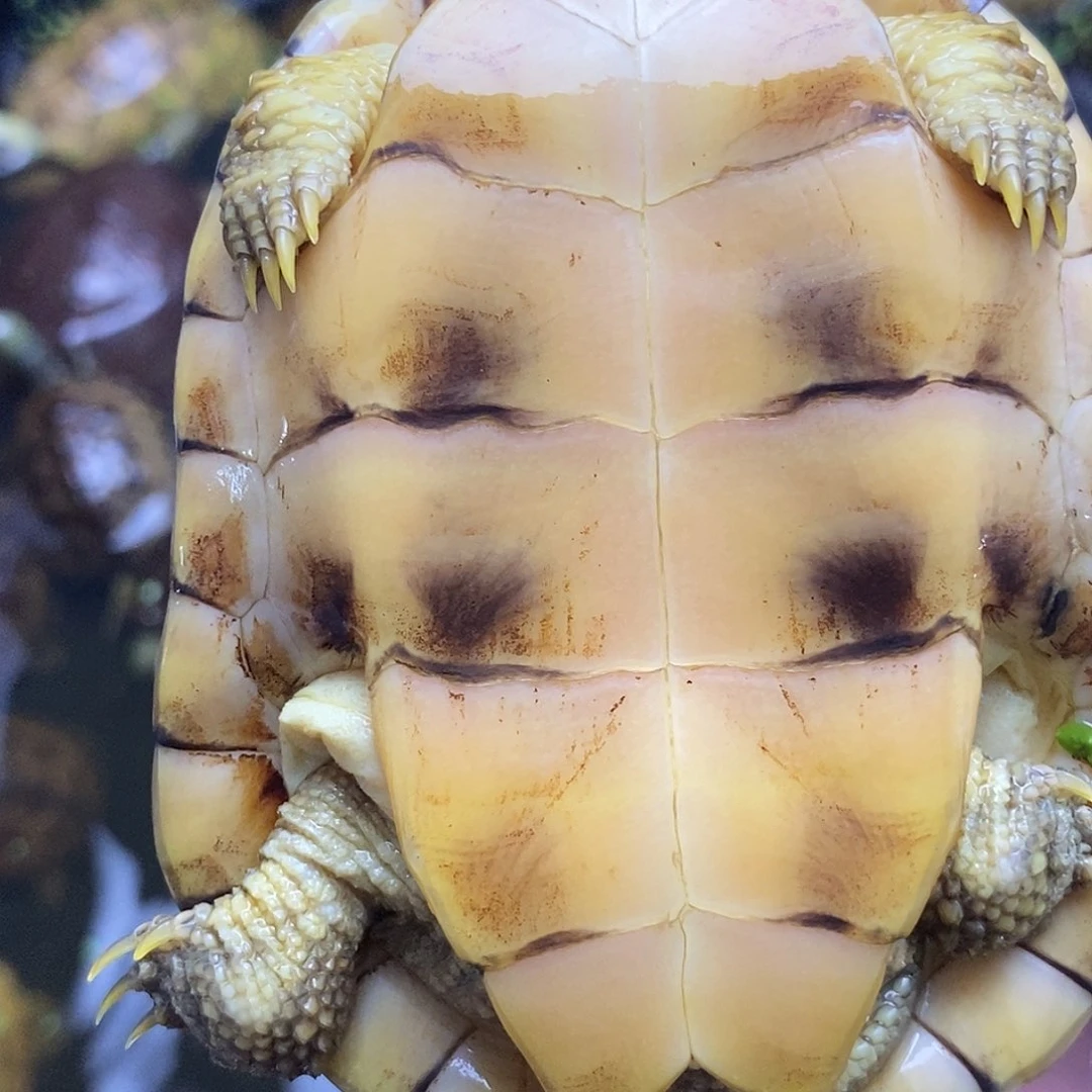 不分公母绿毛龟巧***妈