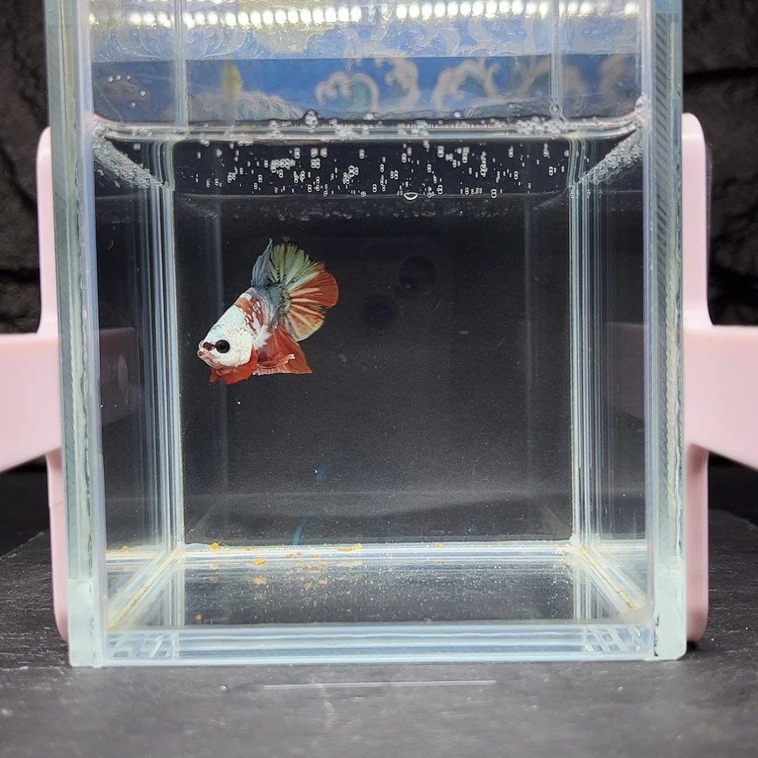 海水鱼宙斯斗鱼竞拍12-05