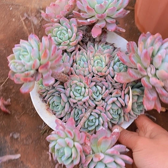 多肉植物。。。。。。。。。。