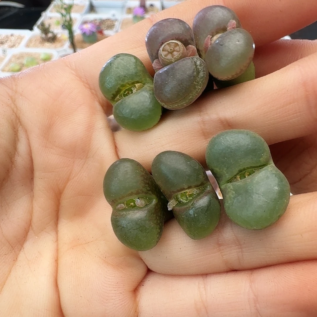 瑕疵风铃介意慎拍197