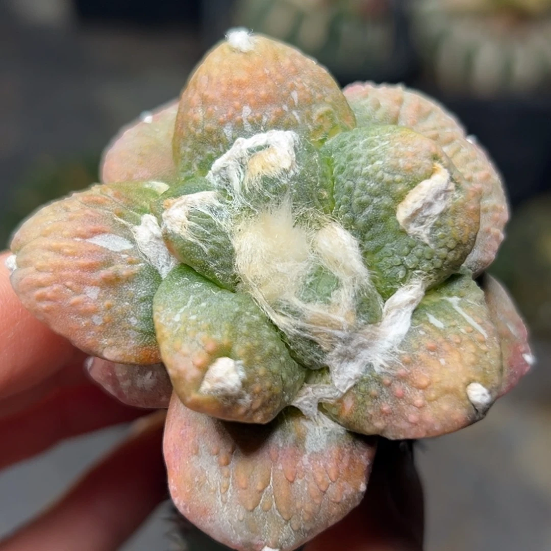 618 仙人球的比赛将于