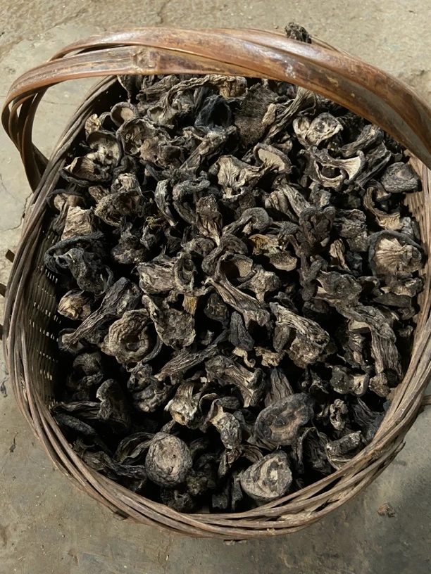 云南高山野生黑虎掌菌
