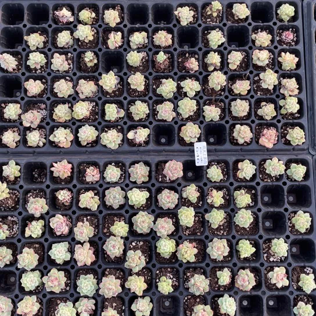 糕大上多肉植物646