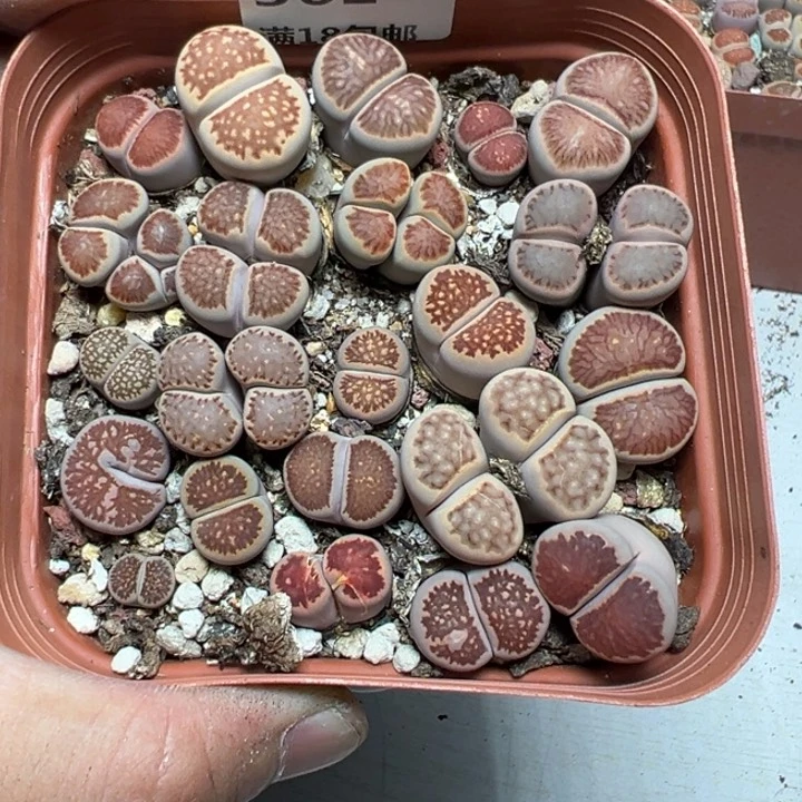 【闪购商品】 361。