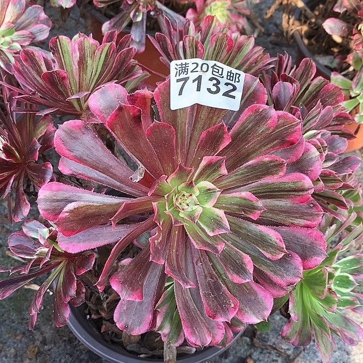 7132 一颗同花顺发誓