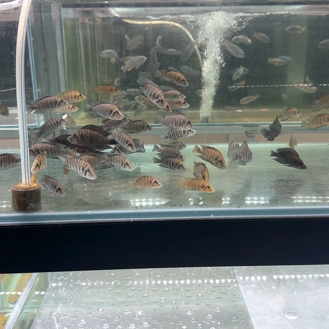 慈鲷野生虎盲盒A6-28/13厘米