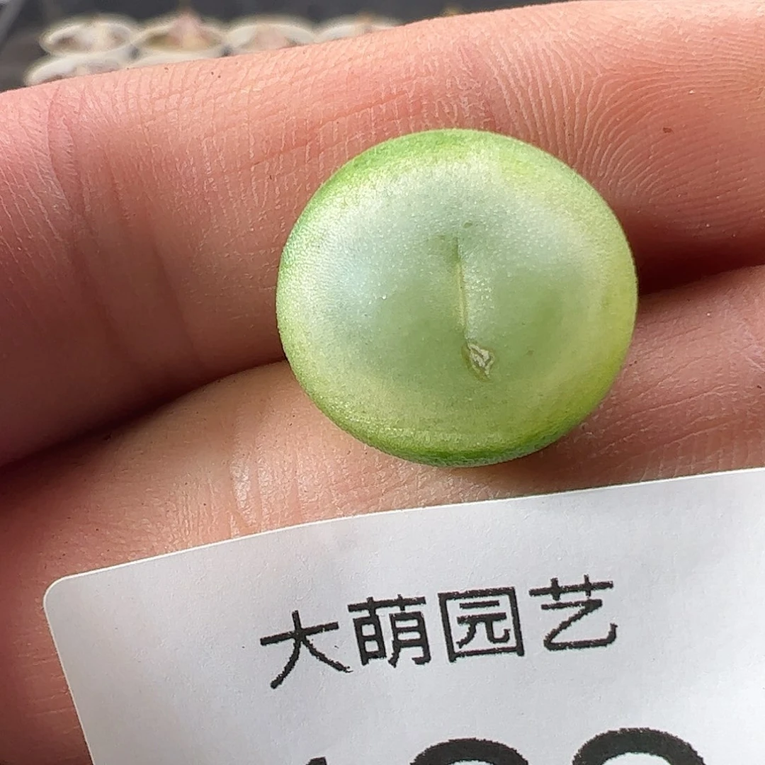 一物一拍。       122