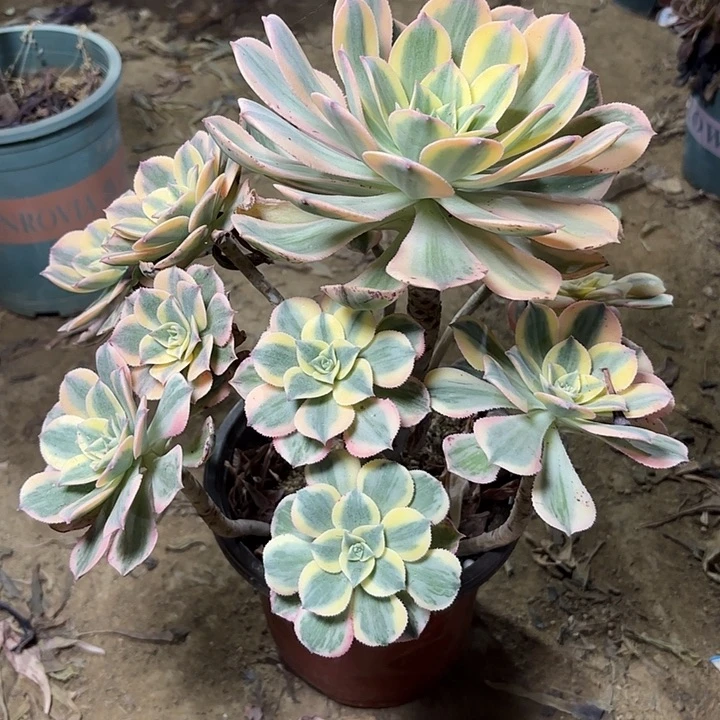 多肉植物法师灿烂2