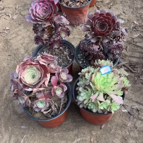 400多肉植物脱土发货