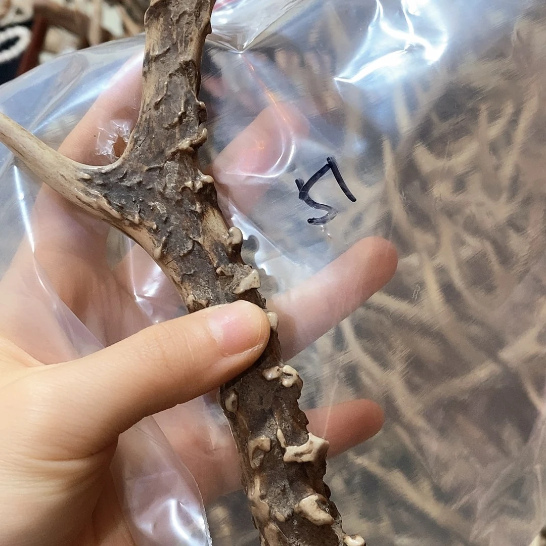 鹿角鹿角鹿角鹿角