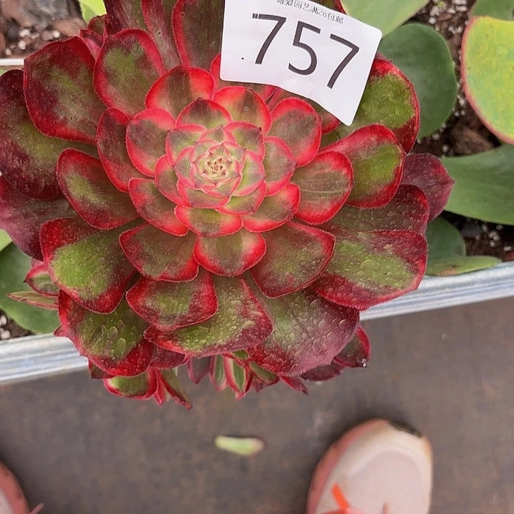 雪***花多肉植物桃花坞757个