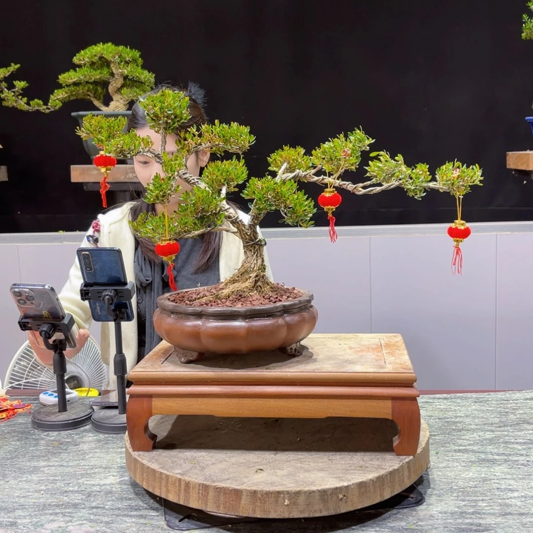 四季常青老桩黄杨盆景