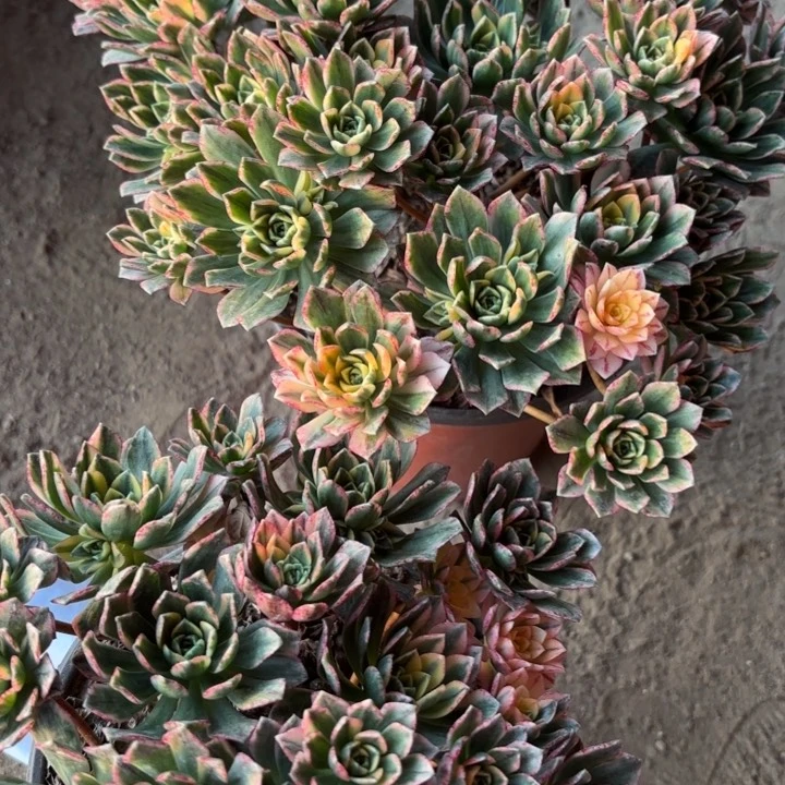 甜茶两颗多肉断枝不包95