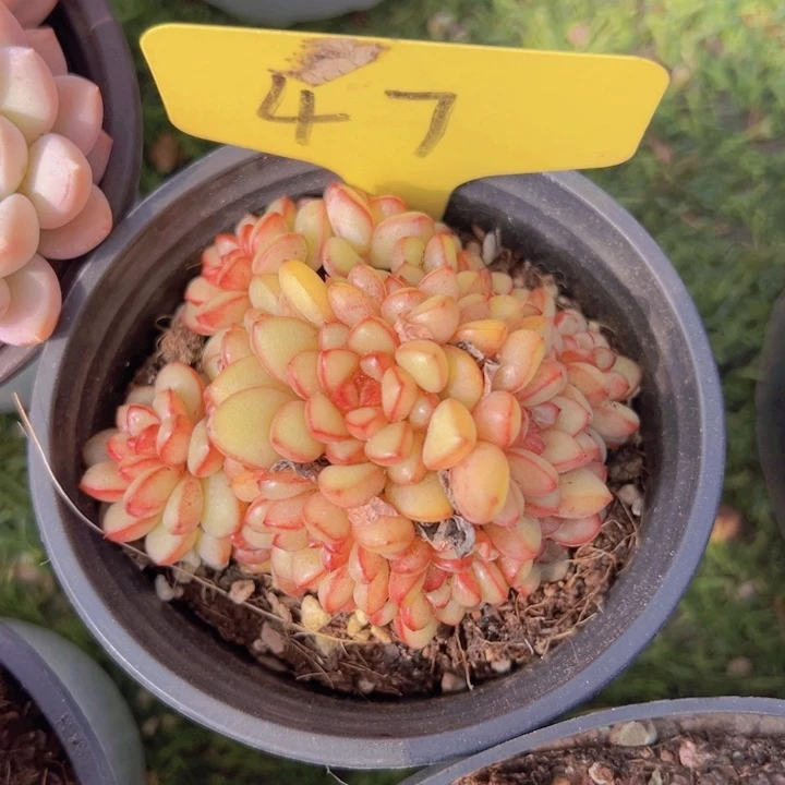 健健康康平平安安