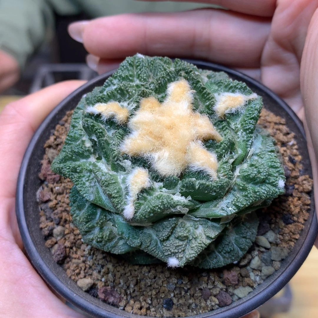 11号 自根 龟甲新顿6.5公分带盆土发货