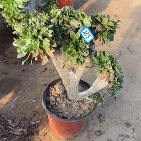 原始绿缀瑕疵一物一拍