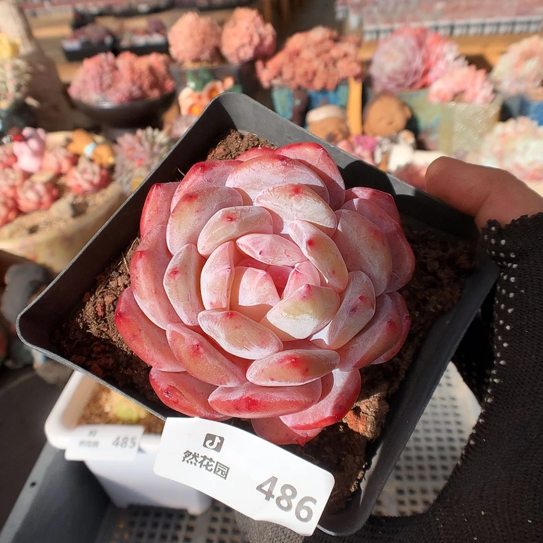 486雪天使多肉植物6666