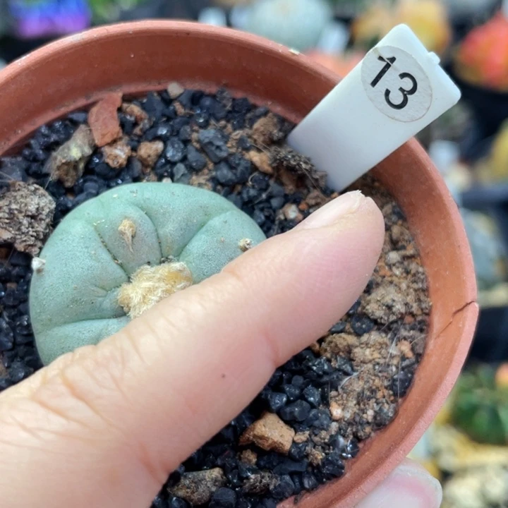 盆5公分满25包邮裸根发货