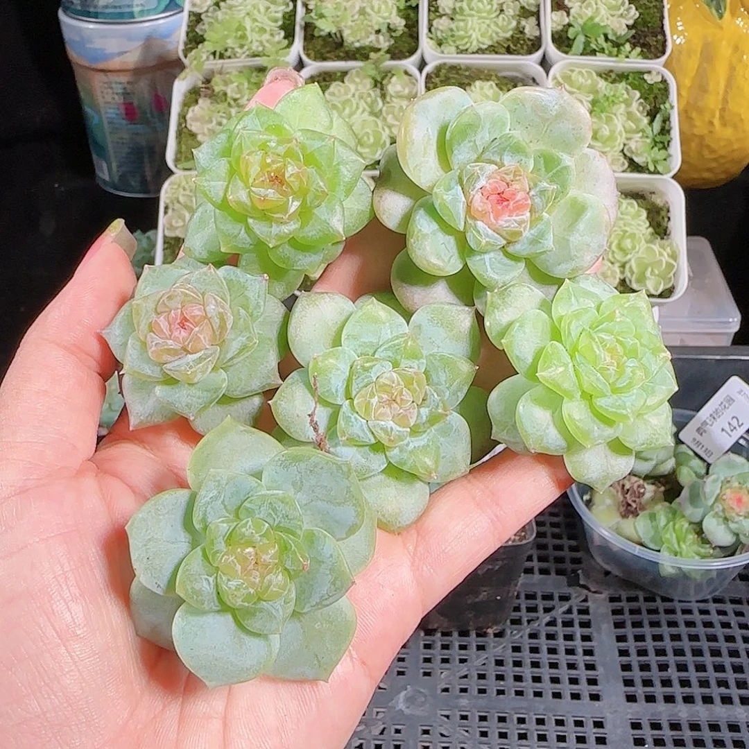 0913---146糖心珍妮
