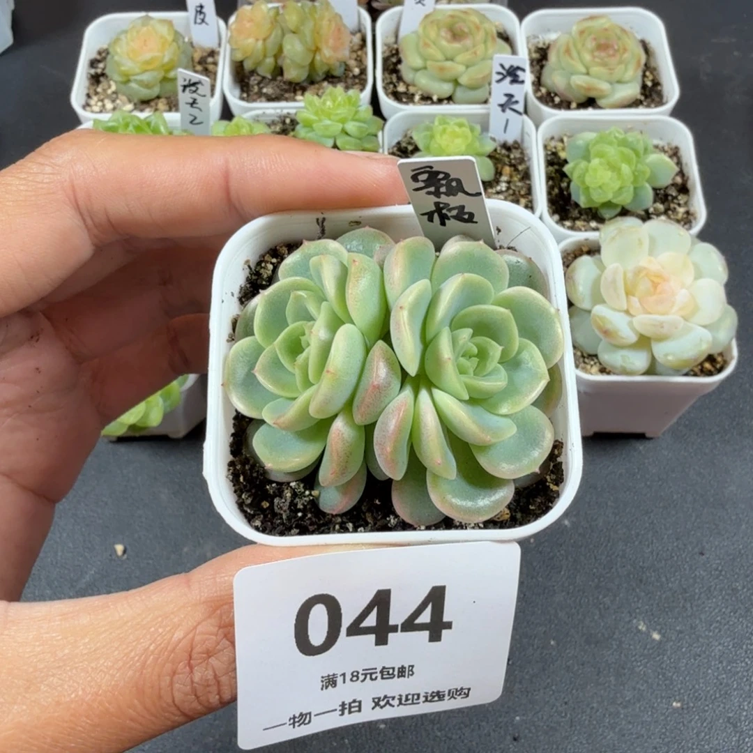 飘枝双头一物一拍044