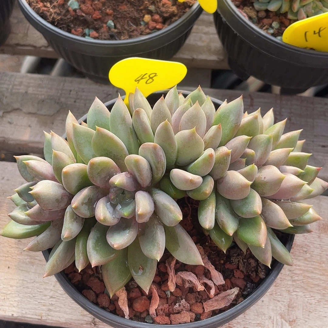 重楼朵朵多肉植物