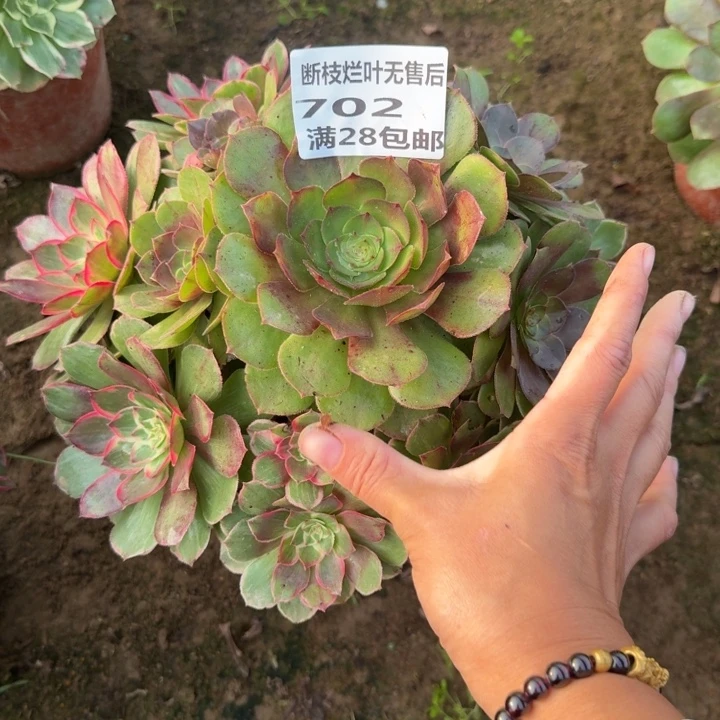 702二号棚多肉植物D