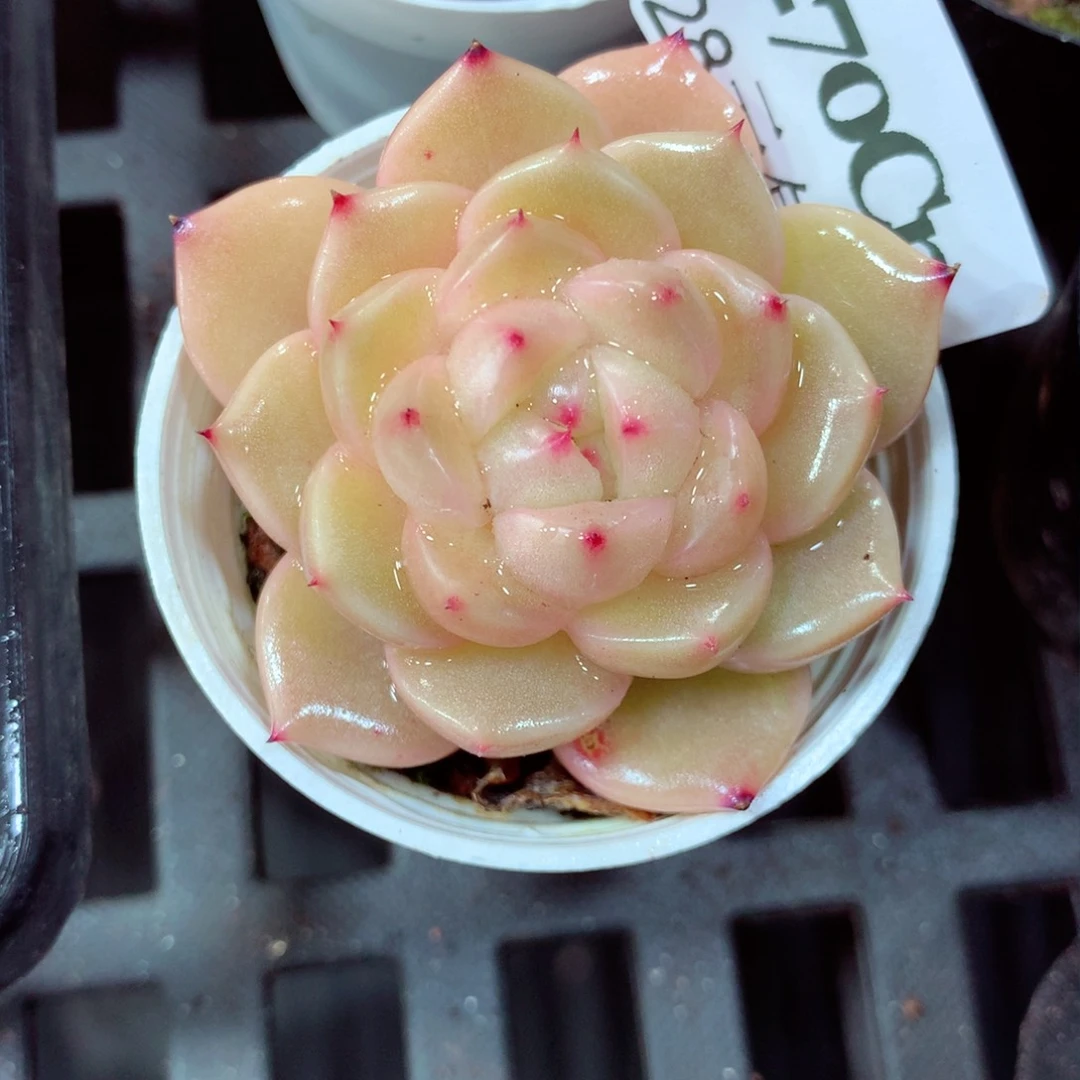 5厘米盆精控多肉270