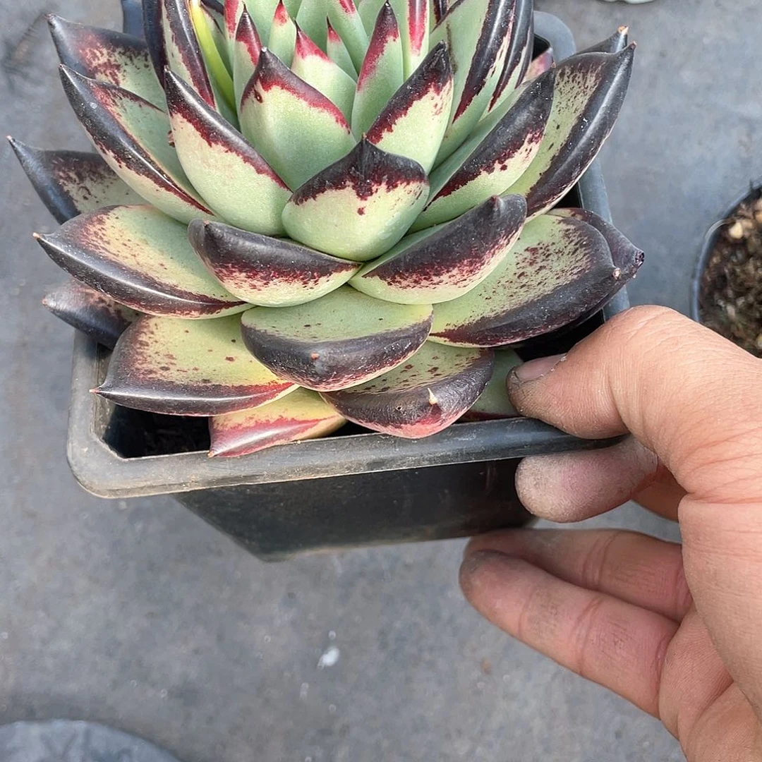 黑魔王乌木带盆发货