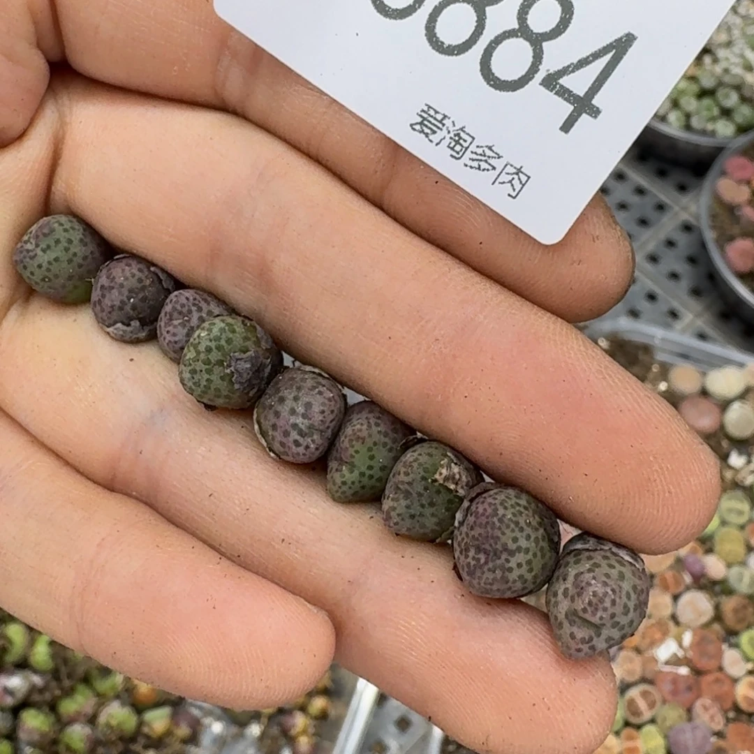 8884––零下地区需拍保温箱