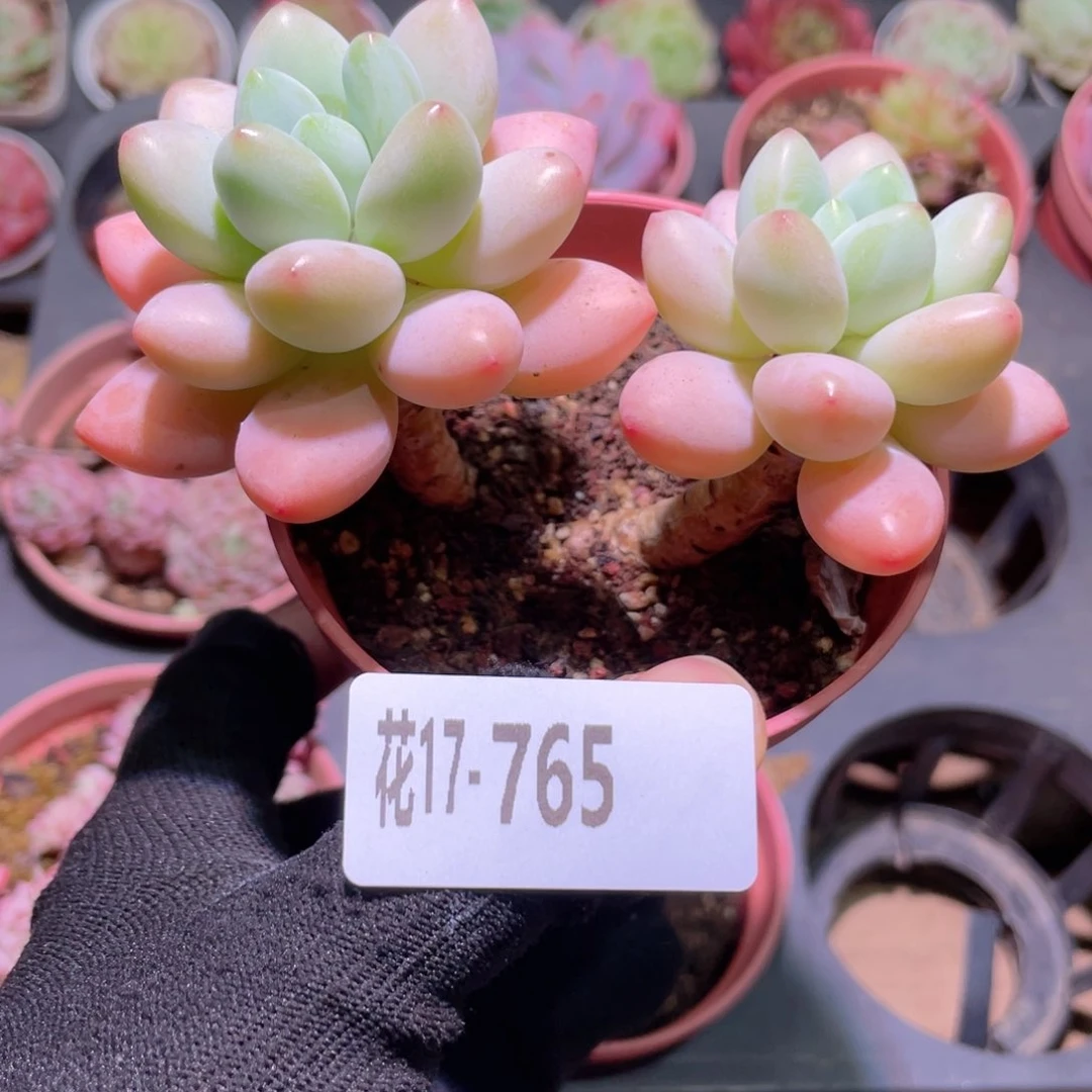 花利美17-765洛神